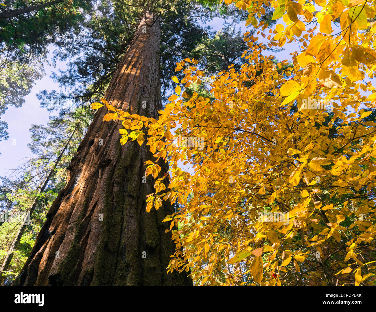 Dogwood tree trunk hires stock photography and images Alamy