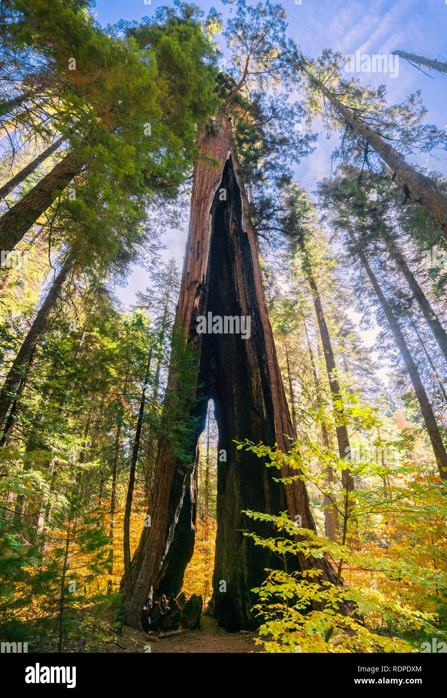 Looking up a severely burnt but still alive Sequoia tree; fall colored Pacific mountain dogwood in the foreground, Calaveras Big Trees State Park, Cal Stock Photo