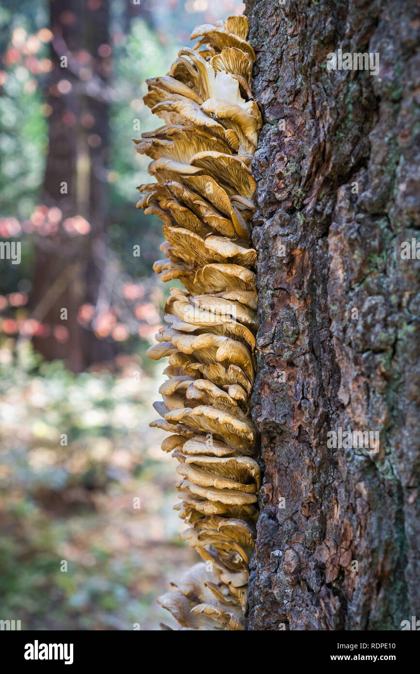 Orange mushrooms growing on the trunk of a coniferous tree, Calaveras ...