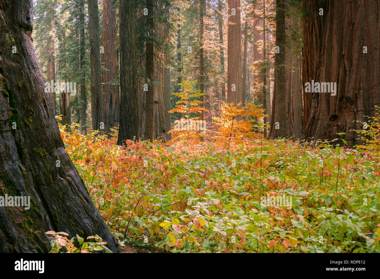 Brightly colored dogwood growing among giant sequoia trees on a sunny autumn day, Calaveras Big Trees State Park, California Stock Photo