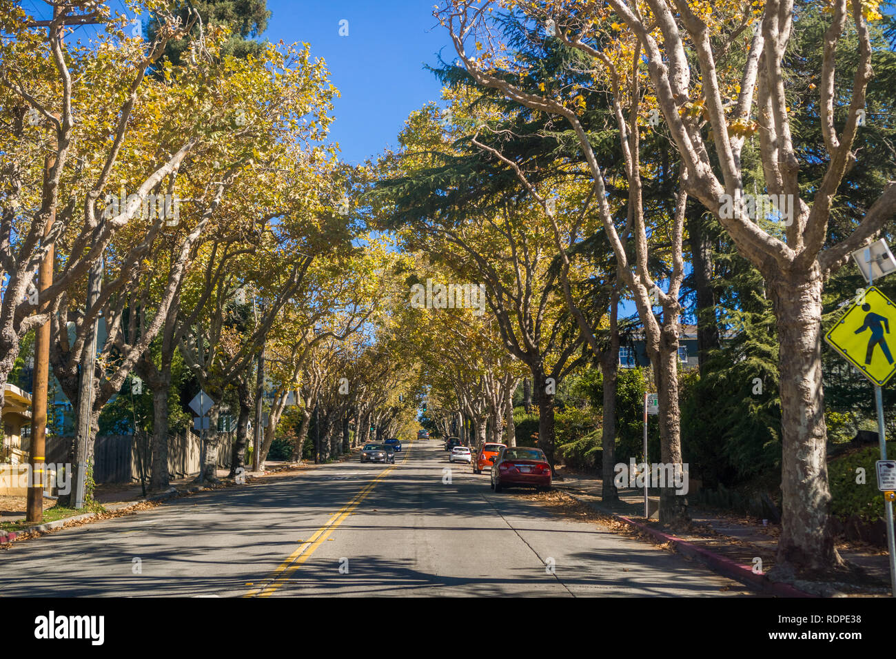 Sycamore lined hires stock photography and images Alamy
