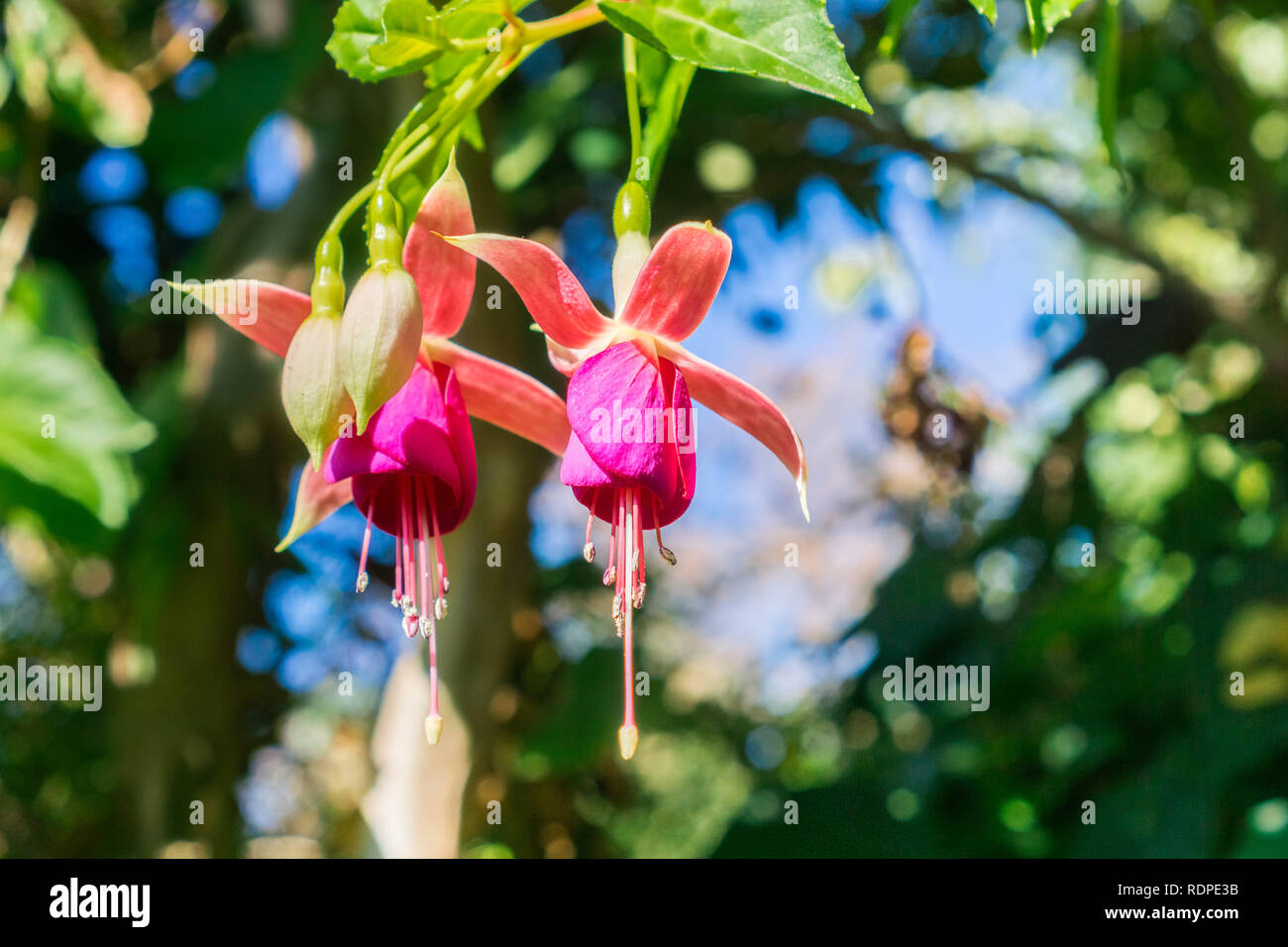 Fuchsia magellanica, hummingbird fuchsia or hardy fuchsia, California Stock Photo