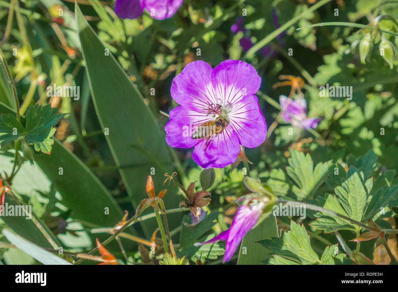 Honey bee pollinating a cranesbill (Geranium) flower, California Stock ...