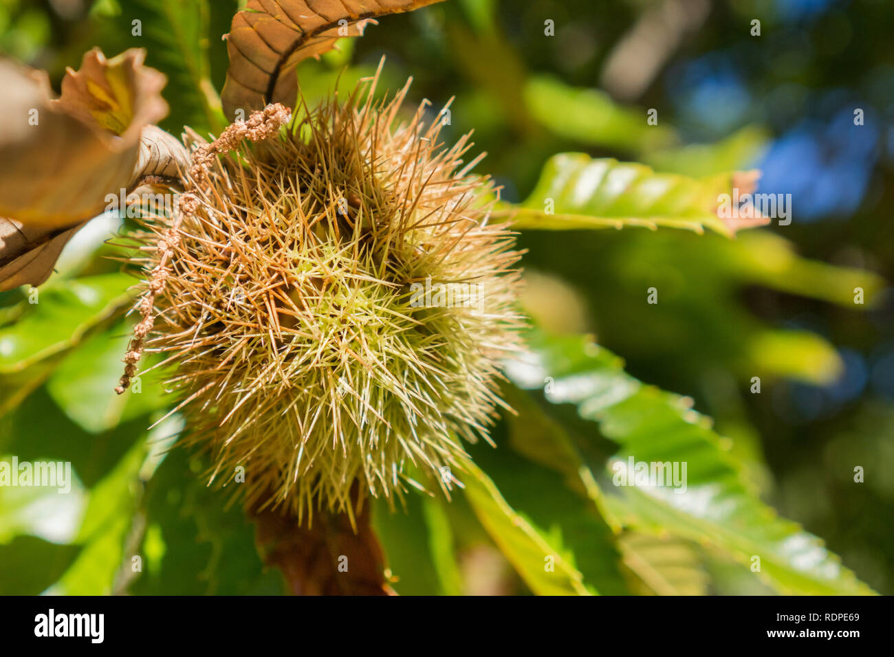 Close up of Sweet chestnuts (Castanea Sativa) seeds in the protective ...
