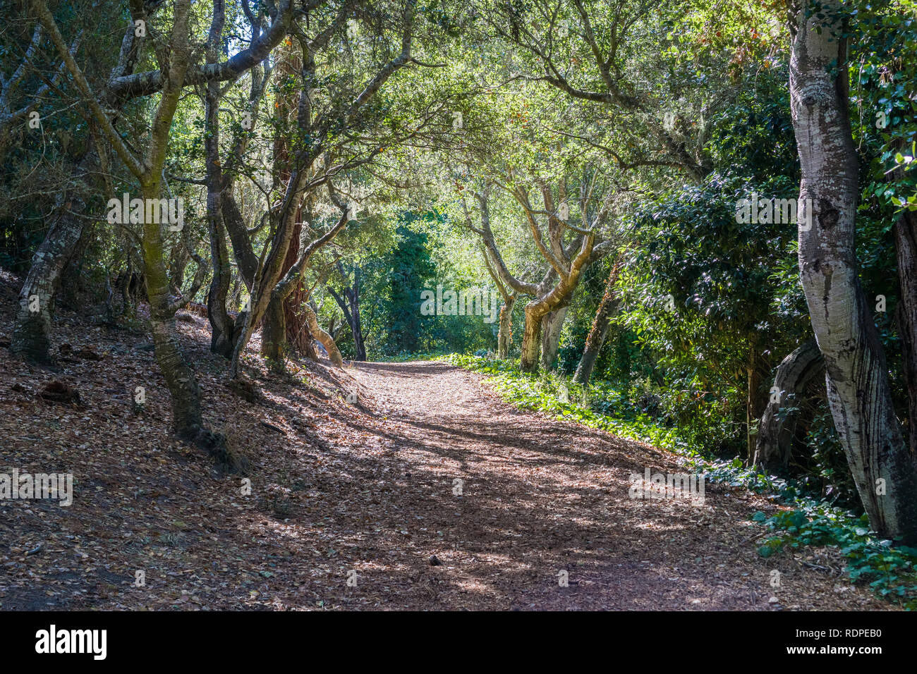 Path lined up with coastal live oak trees in Mission Trail Park, Carmel