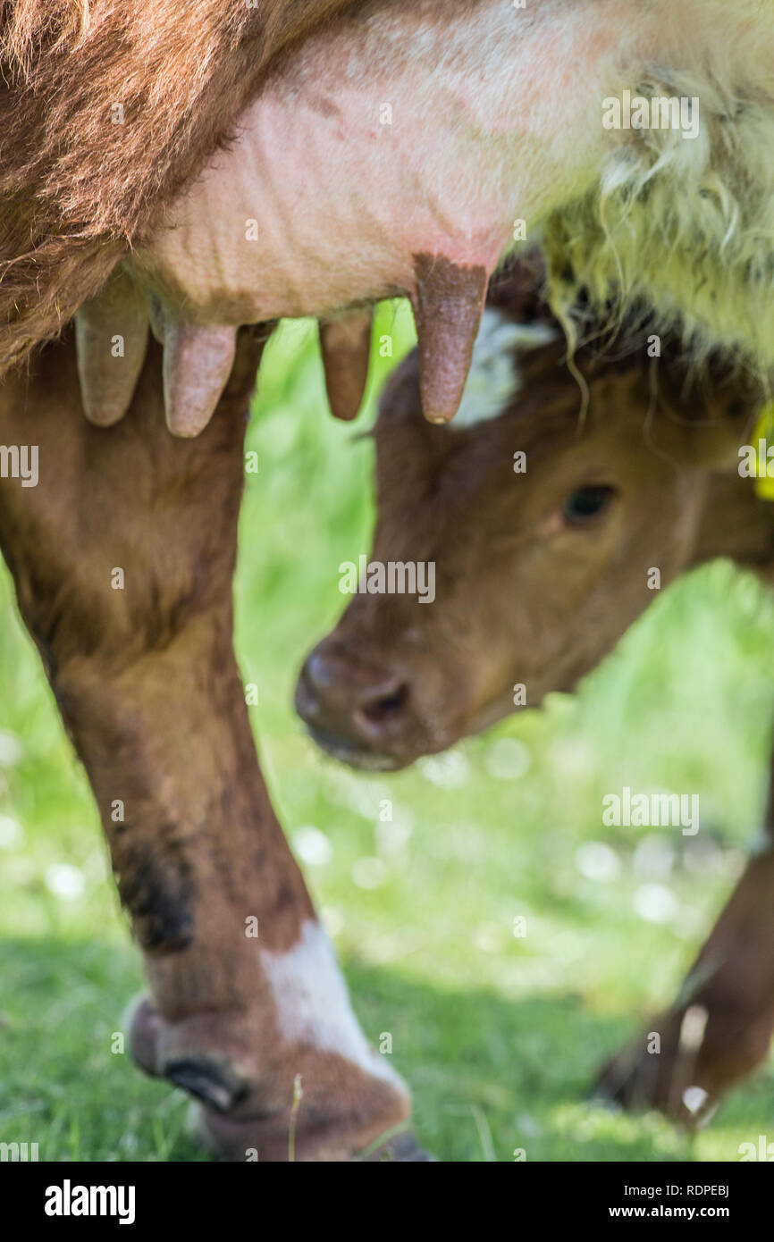 New born calf seeking milk from Cow’s udder and from one of four teats. Essential colostrum needed. Close up. Stock Photo