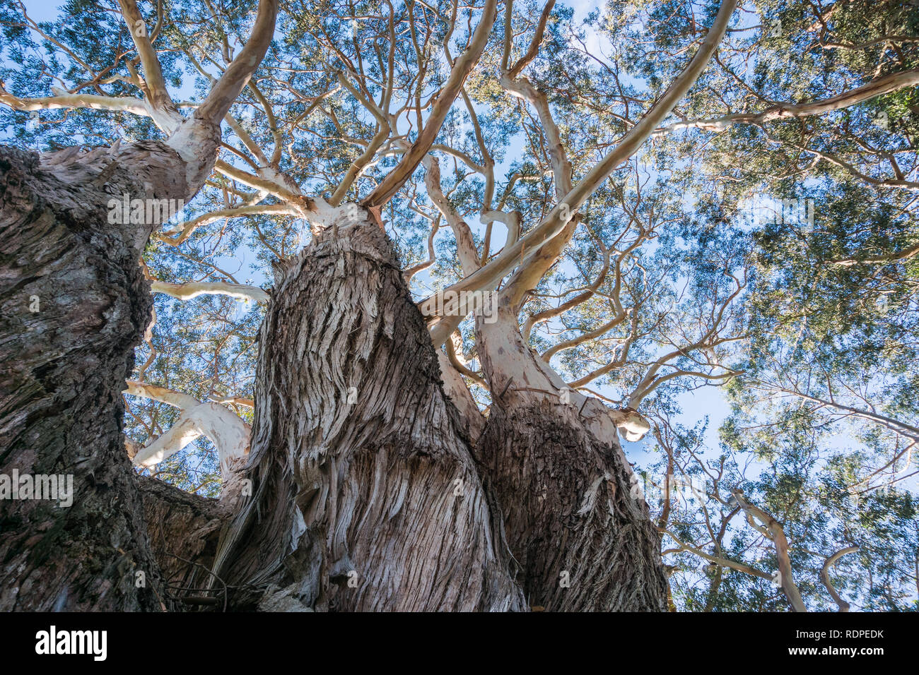 Looking up to the crown of an old Eucalyptus tree; eucalyptus trees