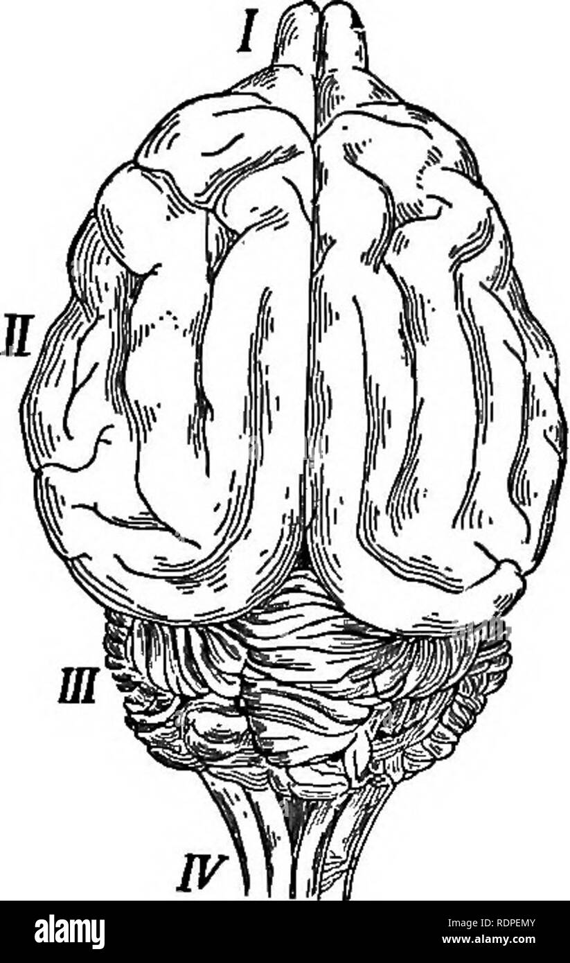 . The animals and man; an elementary textbook of zoology and human physiology. Zoology