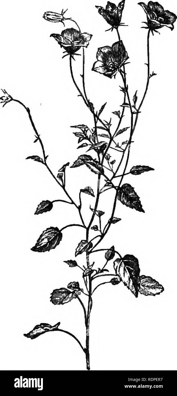 . Handbook of hardy trees, shrubs, and herbaceous plants ... Based on the French work of Messrs. Decaisne and Naudin ...entitled 'Manuel de l'amateur des jardins,' and including the original woodcuts by Riocreux and Leblanc. Plants, Ornamental. Fig. 155, Campanula gtaudiflora. (i nat. size.) Fig. 156. Campanula Carpathica. (J nat. size.) C. speciosa is a handsome hairy species near G. glomerata, with the corollas of a darker tint within ; G. pumila is a very diminutive species with deeply campanulate white or blue flowers; G. rapunculoldes is an indigenous plant 1 to 2 feet high with large blu Stock Photo
