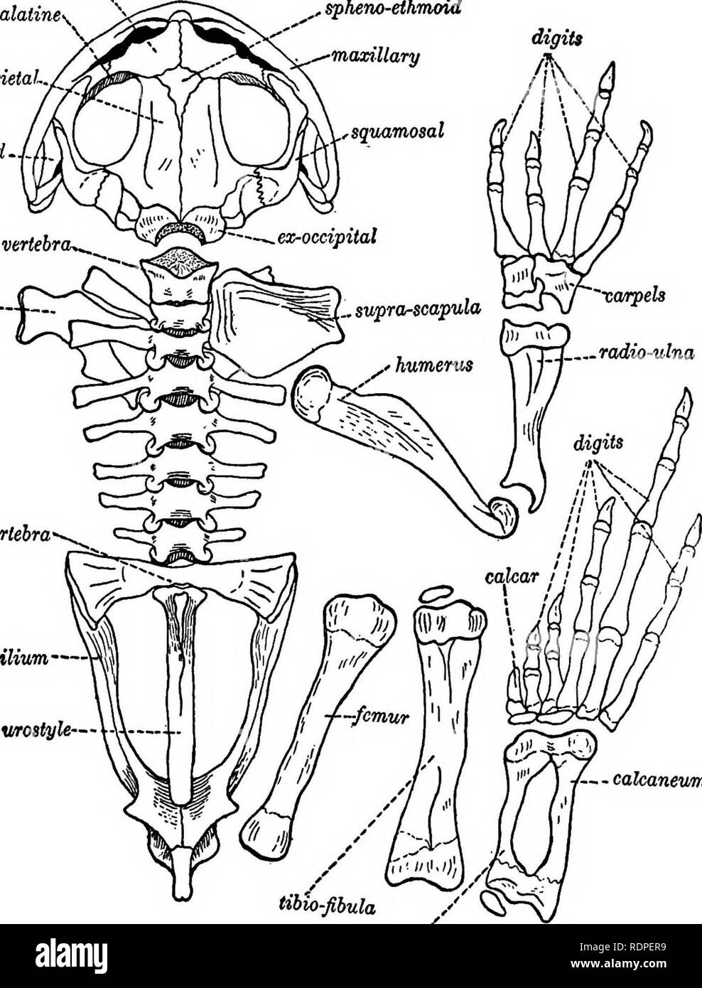 The animals and man; an elementary textbook of zoology and human  physiology. Zoology; Physiology. 26 THE ANIMALS AND MAN nasal palatine'  fronto-parietaK. pterygoid L cervical vertebra^^ clavicle— ,spJieno-ethmoid  'maxillary sacral vertebra., image size:988x1390