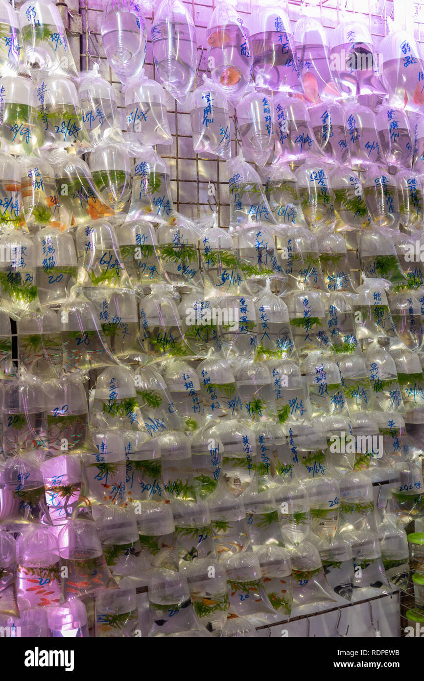 Various Fish in Bags at Pet Shop Hong Kong Stock Photo Alamy