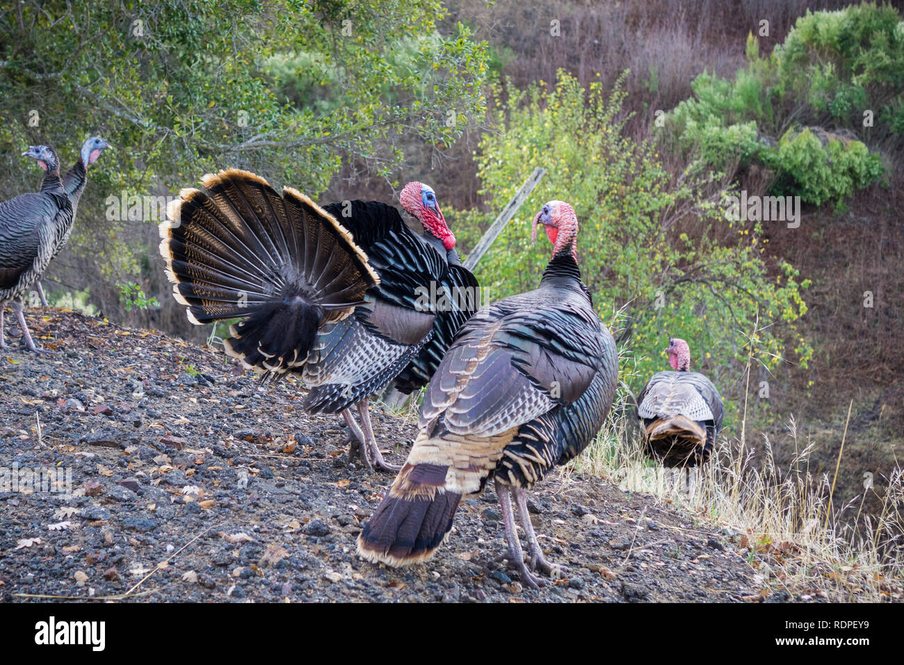Wild turkeys in Mt Diablo State Park, Contra Coasta county, San Francisco bay area, California Stock Photo