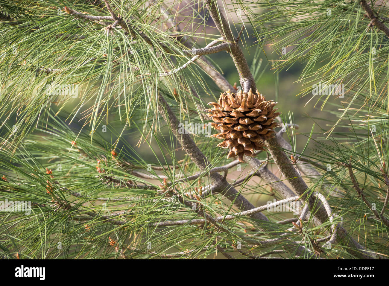 Close up of Gray Pine (Pinus Sabiniana) cone and needles, tree endemic to California, Mt Diablo State Park, Contra Costa County, San Francisco bay are Stock Photo