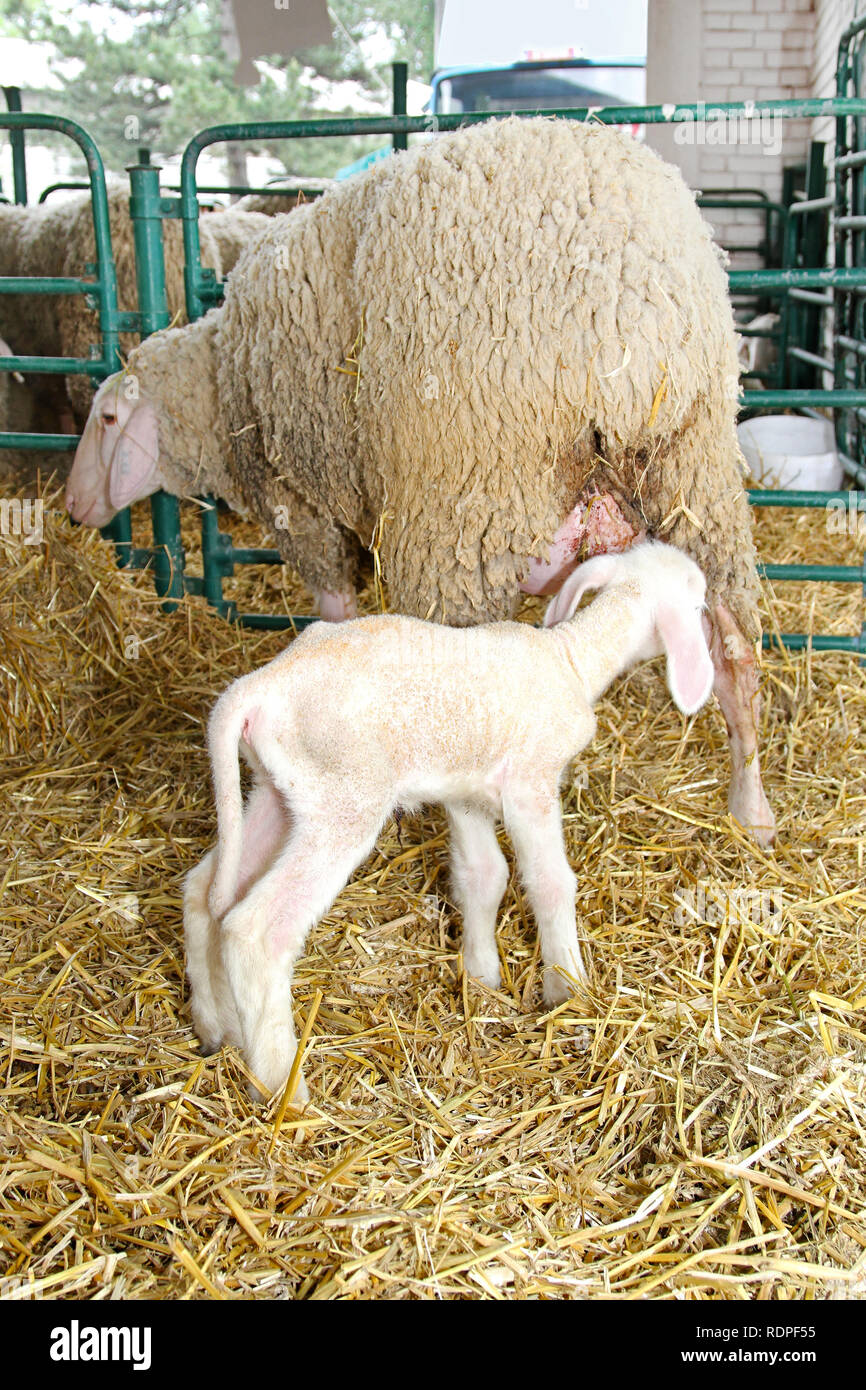 Small baby lamb in pen at farm hi-res stock photography and images - Alamy