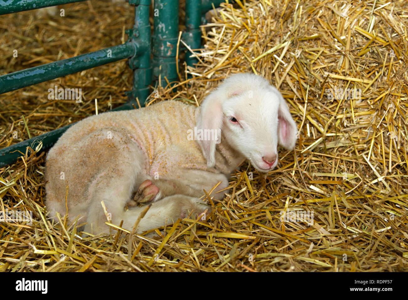 Small baby lamb in pen at farm Stock Photo - Alamy