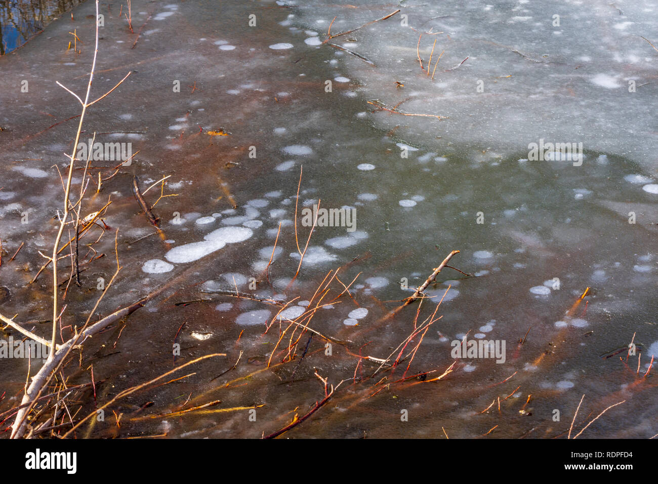 Air bubbles trapped under ice of pond surface indicates the presence of