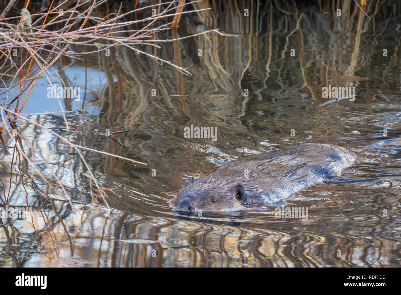 North American Beaver quietly swimming in winter pond among willows, Castle Rock Colorado US. Photo taken in January. Stock Photo