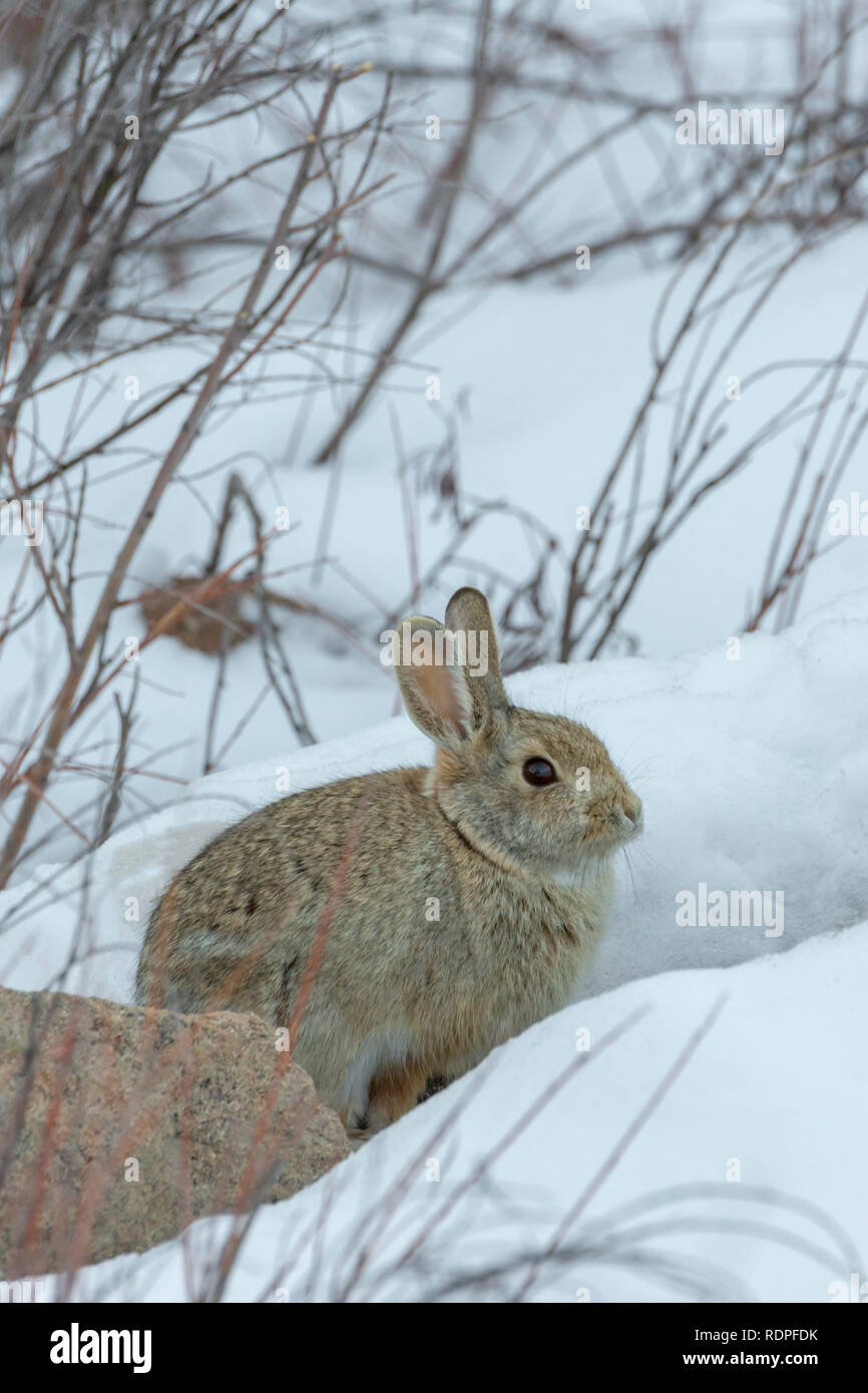 Mountain Cottontail rabbit (Sylvilagus nuttalli) in winter snow, Castle Rock Colorado US. Photo taken in January. Stock Photo