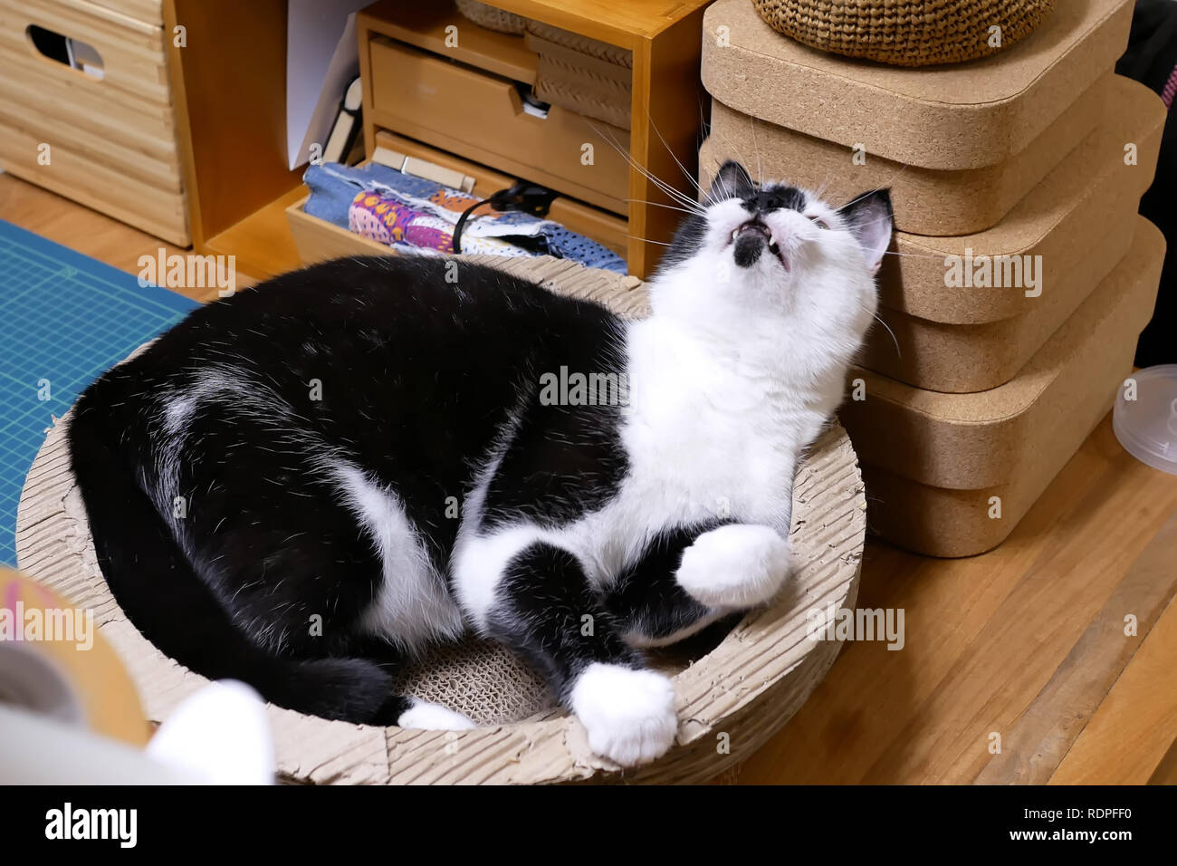 Motion of tabby cat watching and playing with people at home Stock Photo