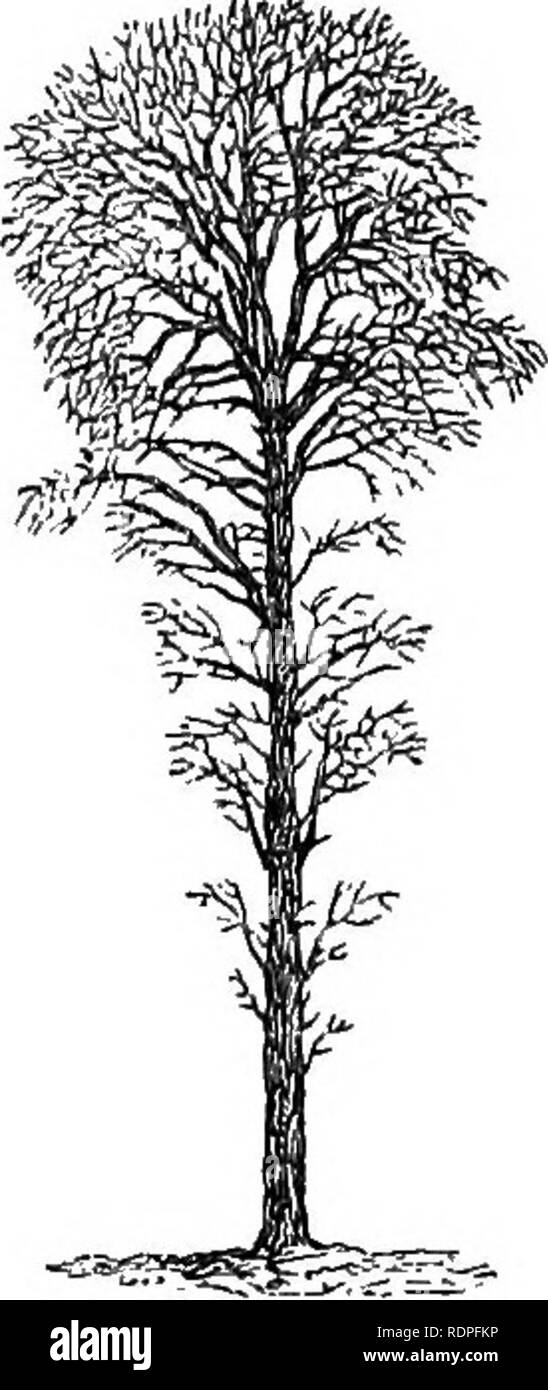 . My garden, its plan and culture together with a general description of its geology, botany, and natural history. Gardening. Fig. 935.—Old B lack Poplar. Fig. 935 a.—Aspen. Fig. 936.—White Poplar., The Aspen {Populus tremula, fig, 935«) is grown more in Scotland than here. It abounds at Loch Katrine, of which Sir W. Scott writes— &quot;And variable as the shade By the hght quivering aspen made.&quot; We have White Poplars {Populus alba),—&quot; Populus Alcidse gratis- sima&quot; (ViRG. Bucol')—or Abele-trees (fig. 936), near us, which are highly ornamental. The foliage is green on the upper s Stock Photo
