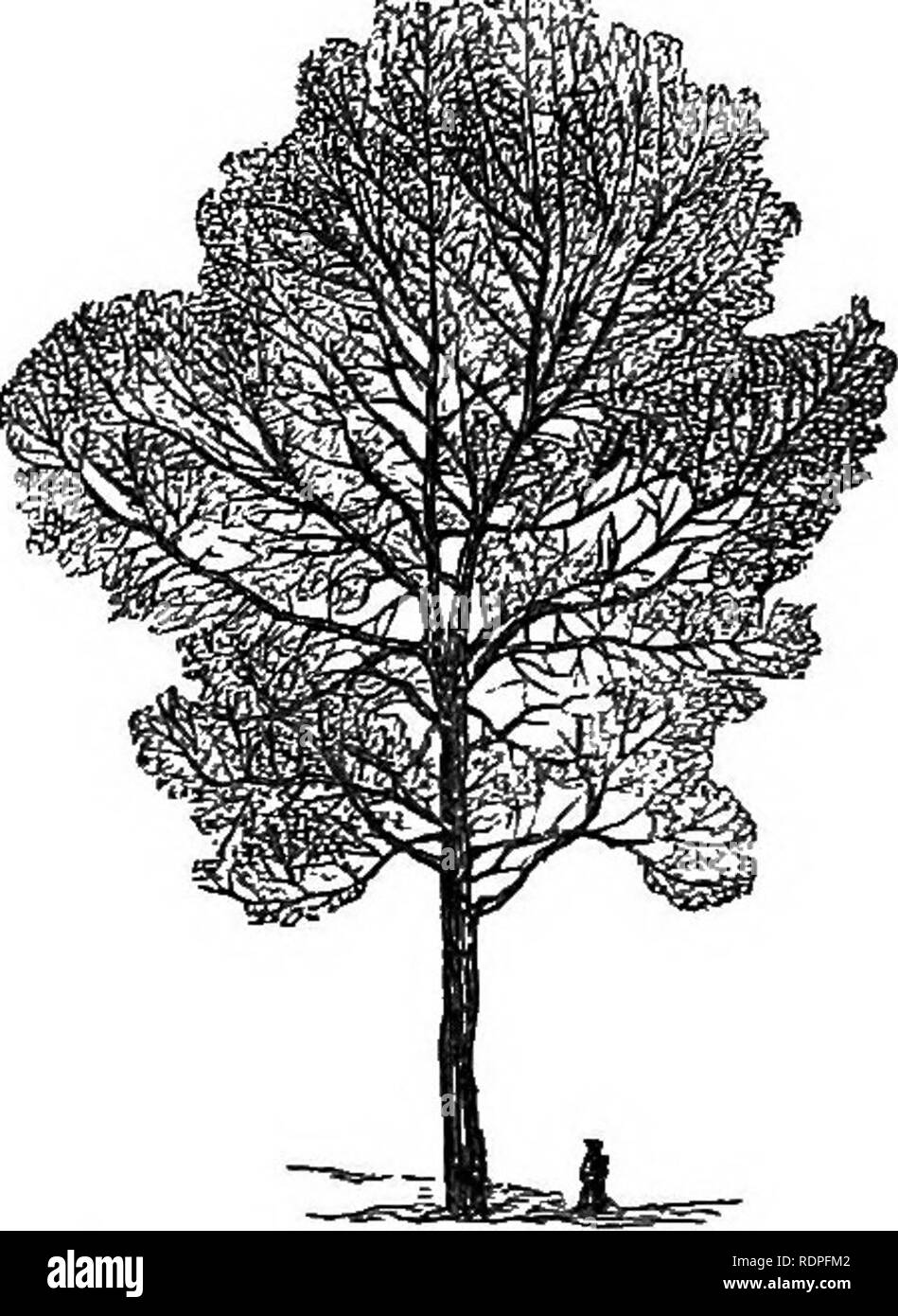 . My garden, its plan and culture together with a general description of its geology, botany, and natural history. Gardening. Fig. 933.—Elm. Fig. 934.—Black Italian Poplar. Fig. 934 «.—Lombardy Poplar. Next to the Elm, the Black Italian Poplar {Populus monilifera, fig- 934) takes a prominent place. It grows perhaps the most rapidly of all trees, and is a desirable one to shut out unsightly objects. Very tall trees of this species grow on the south side of the river, and these now overshadow the south-west part of my garden. The Black Italian Poplar tree is not a favourite of mine, as the branc Stock Photo