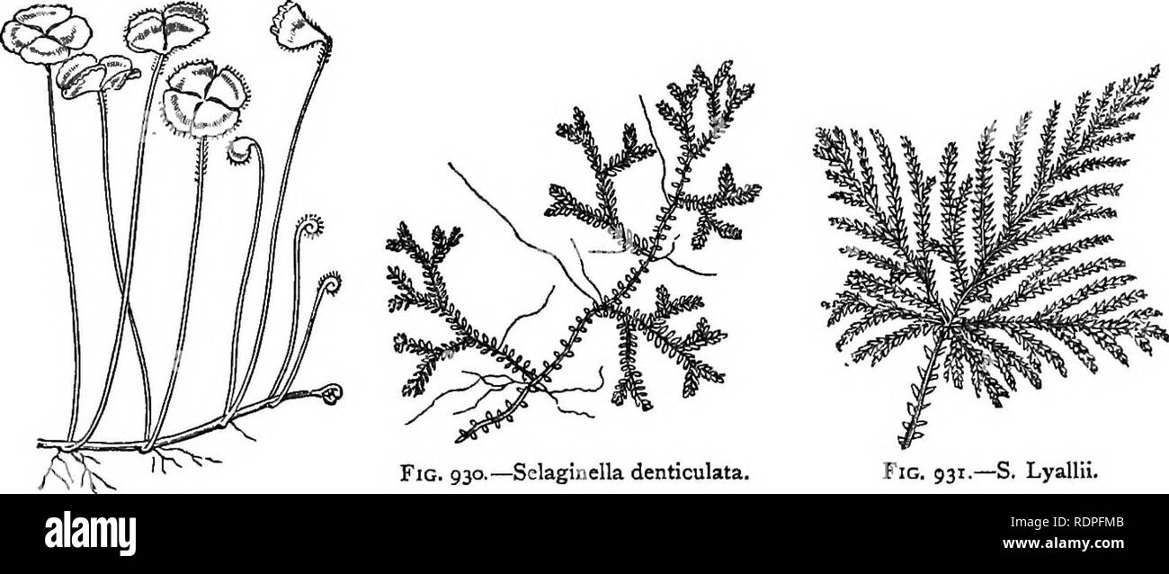 . My garden, its plan and culture together with a general description of its geology, botany, and natural history. Gardening. FERNERIES. 407 MARSILEAS. I have had two species of Marsileas in my fernery,—M. quadrifolia, a South European plant, and M. macropus, the Nardoo plant (fig. 929) of the Australian explorers. Both require to be grown in a pan of water, and flourish well during the summer, but there is some difficulty in keeping them during the winter.. Fig. 930.—Selaginella denticulata. Fig. 931.—S. Lyallii. Fig. gzg.—Nardoo plant. SELAGINELLAS. No fern-house can possibly be considered p Stock Photo