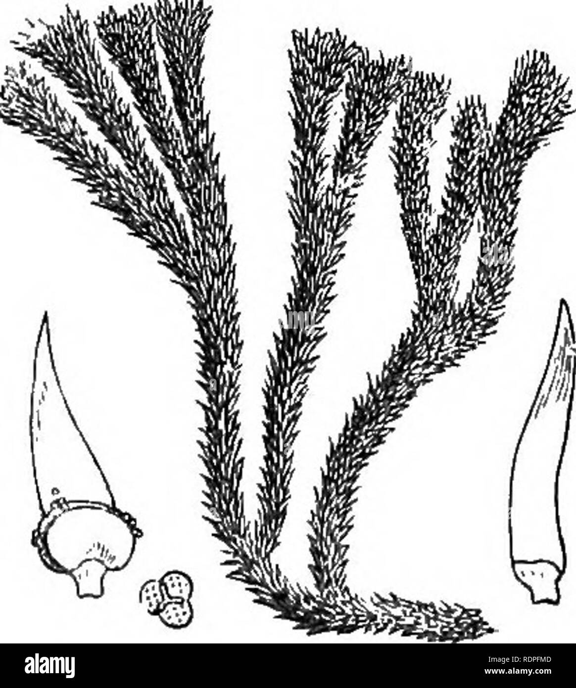 . My garden, its plan and culture together with a general description of its geology, botany, and natural history. Gardening. Fig. 928.—Lycopodium Selago. LYCOPODS, OR CLUB MOSSES. I have often planted the Club Mosses, which are such interesting plants in moun- tainous districts. I have had the Lycopodium clavatum in quantity, but it never grew. On the Welsh mountains this plant grows to a length of many yards, and is a remarkable sight. The L. Selago (fig. 928) and another species are now growmg in my mossery.. Please note that these images are extracted from scanned page images that may have Stock Photo
