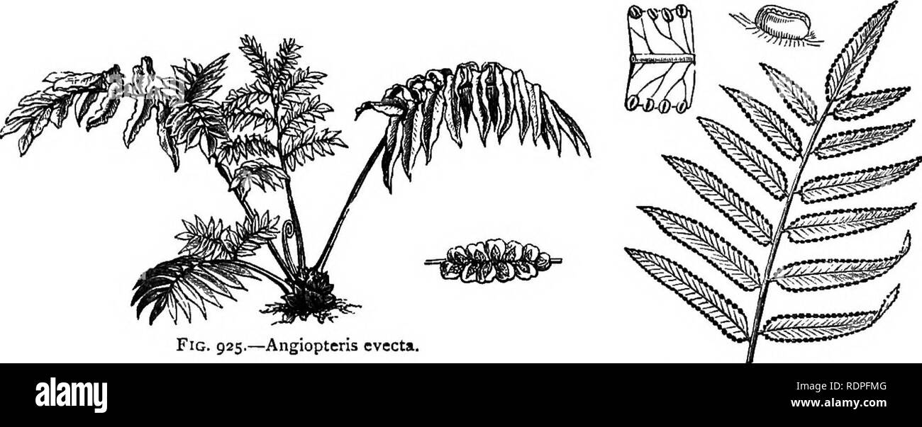 . My garden, its plan and culture together with a general description of its geology, botany, and natural history. Gardening. FERNERIES. 405 fifteen feet long. We have also a single small plant of Marattia laxa (fig. 926), from the coast of Guinea, which is another gigantic em, having stiff fronds of similar magnitude.. Fig. 925.—Angiopteris evecta. Fig. 926.—Marattia laxa. Of the family of Ophioglossaceae we have only the Ophioglossum vulgatum (fig. 880), which grows freely out of doors, but not in the house ; and of the genus Botrychium we have B. simplex, from North America, and B. Lunaria  Stock Photo