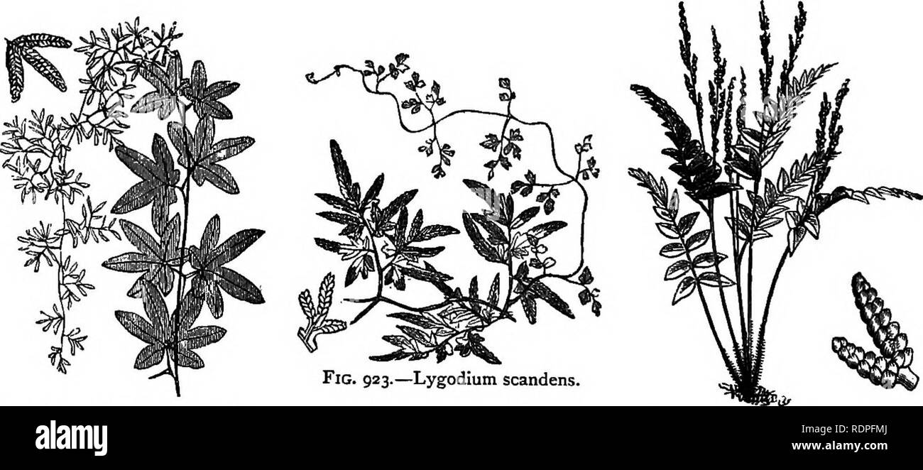 . My garden, its plan and culture together with a general description of its geology, botany, and natural history. Gardening. Fig. 921.—Todea superba.. Fig. 922 a.—Lygodium palmatum. Fig. 924.—Anemia fraxinifolia. The Anemias, or Flowering ferns, are a very distinct genus, but are perhaps more curious than beautiful, and do not prodiice much effect in a house. The A. fraxinifolia (fig. 924) shows the character of this genus. We have a small plant of the gigantic Angiopteris evecta (fig. 925), from India, Japan, and Ceylon, which when in perfection has fronds. Please note that these images are  Stock Photo
