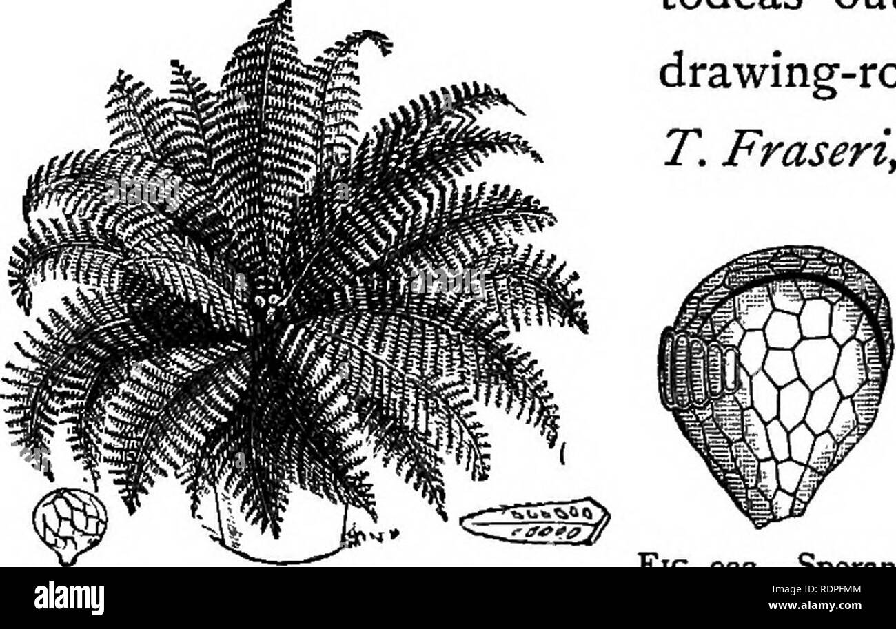 . My garden, its plan and culture together with a general description of its geology, botany, and natural history. Gardening. 404 MV GARDEN. very slowly. The T. superba (fig. 921) is a splendid fern, which was discovered by Captain Cook in New Zealand. It is also liable to be attacked by a parasitic fungus. I have both these last-mentioned todeas out of doors, under glass in my drawing-room, and also in my fernery. The T. Fraseri, the last species, is still a deside- ratum with me. An illustra- tion of a sporangia of a todea is annexed. There is one genus of FiG.9=..-Sporangia fems (Lygodium)  Stock Photo