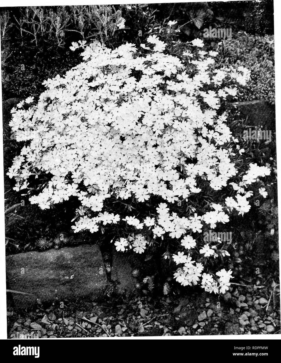 . The rock garden. Rock gardens. Fig. 48.—Phlox Subulata Nelsonii.. Please note that these images are extracted from scanned page images that may have been digitally enhanced for readability - coloration and appearance of these illustrations may not perfectly resemble the original work.. Jenkins, Edmund Howard, 1856-1921. London, Country life, ltd. [etc. ]; New York, C. Scribner's sons Stock Photo
