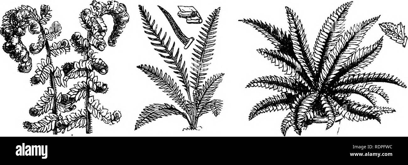 . My garden, its plan and culture together with a general description of its geology, botany, and natural history. Gardening. Fig. 872.—Scalariform vessels in Bracken.. KiG. 873.—Polystichum angulare. Fig. S73rt.—Bleclmum spicant. t'iG. B74.—Holly Fern. In early spring it is interesting to observe the polystichums unfold their fronds; for whilst the lastrasas and many other ferns unfold their fronds from within, those of the polystichums are unfolded from without The young frond of the polystichum (fig. 873) is a very beautiful object. The Holly Fern {JP. Lonchitis, fig. 874) is an evergreen f Stock Photo