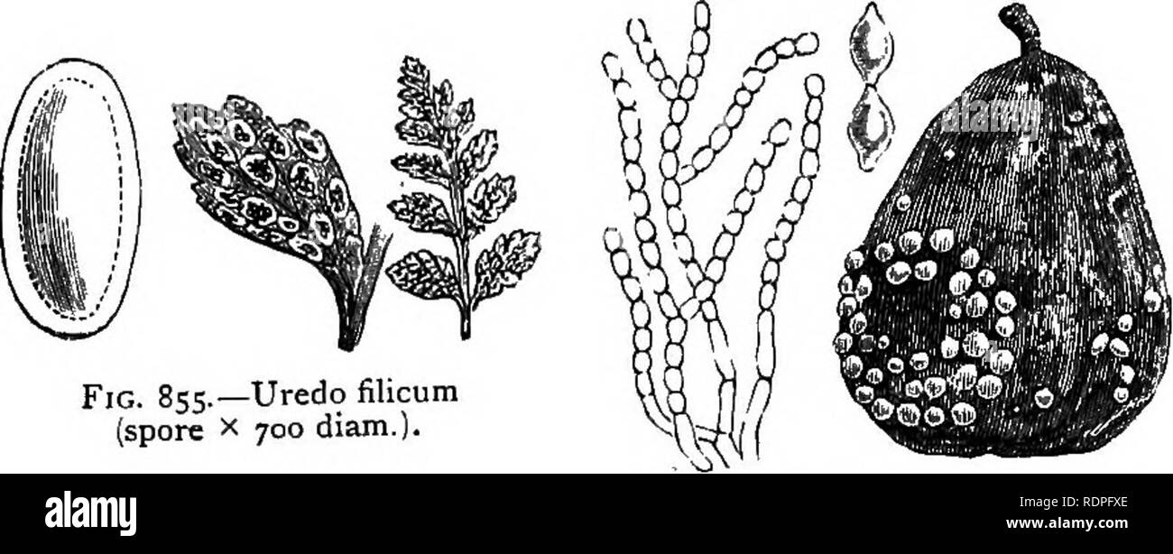 . My garden, its plan and culture together with a general description of its geology, botany, and natural history. Gardening. Fig. 855.—Uredo filicum (spore X 700 diam.). Fig. 854^7.—Tuber Kstivum (spore X 250 diam.). Fig. S56.—Oldium friictigenum, nat. size and magaified. Our plums and apples are attacked by a fungus called the Oidium fructigenum (fig. 856), which rapidly causes the decay of the fruit. Millions of spores are given off, and it is curious that every fruit is not affected when exposed to the mischief; but as they are not, it seems as though some antecedent condition of the fruit Stock Photo
