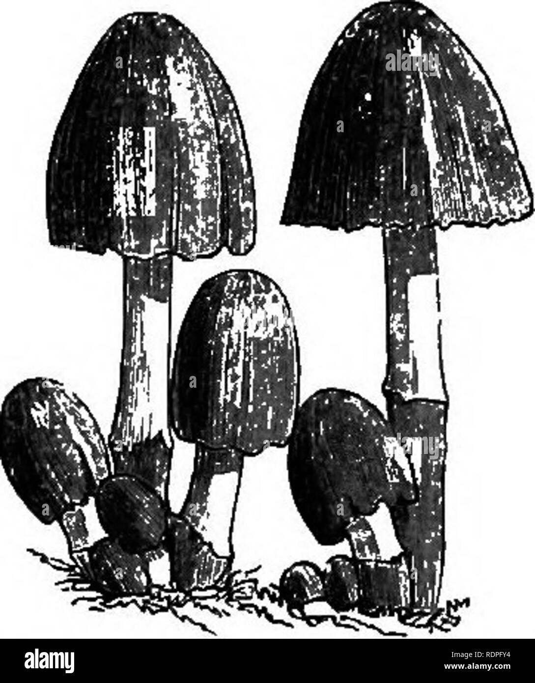 . My garden, its plan and culture together with a general description of its geology, botany, and natural history. Gardening. Fig. 851.—Cystopus candidus, nat. size and magniiied. Fig. 857 a.—CoprinUs atramentarius creeps through the cellular tissue of the plants, and after a time gives rise to zoospores or moving bodies to perpetuate the species. I believe that in all these cases the plant is previously pierced by an aphis. Our sweet-williams are frequently attacked on the upper surface of the leaf with jet-black spots, which is a fungus called the Puccinia lyclt- nidearztm (fig. 852). This s Stock Photo