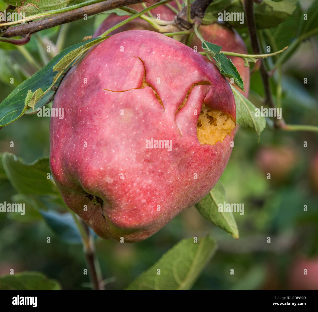 Red Delicious apple damaged by hail storm. the hailstorms have almost