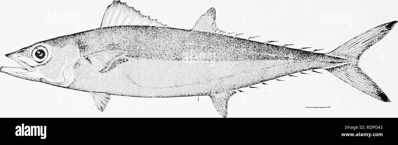 . The fishery resources of the Philippine Islands with descriptions of new species . Fishes; Fishery resources. 62 BULLETIN OF THE BUREAU OF FISHERIES. and ending under anterior third of eye, its distal end formed by the supplemental bone, pointed and dueeted slightly upward; base of mandible under middle of eye; teeth in jaws in a single row, rather strong, triangular, about 14 to 17 on each side; minute teetli on vomer, palatines, and tongue; gillrakers rather bluntly pointed, 15 on lower limb, the longest 3 in snout; opercle and preoperole entire, the posterior margin of preopercle with a w Stock Photo