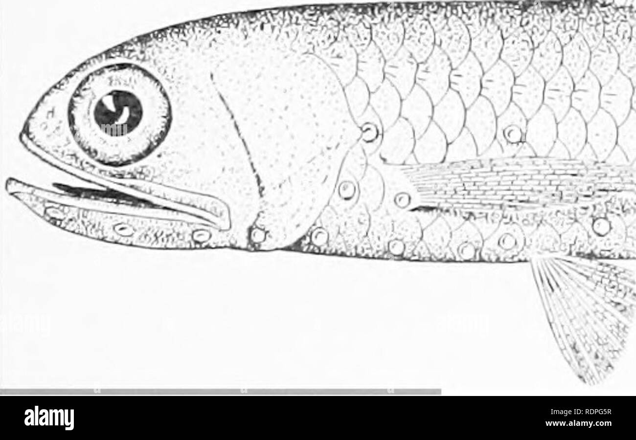 . The fishery resources of the Philippine Islands with descriptions of new species . Fishes; Fishery resources. FISHES OF THE PHILIPPINE ISLANDS. 15. Trachinocephalus myops (ForsUii). 55 One specimen from Bulan (mi. 112!); length S in.). Scdmo myops Forster in Blocli &amp; Schncuirr, Syst. Ichth., 421, KOI, St. Helena. Saurus myops, Gunthcr, Out., v, 3;1S. Trachinocephalus myops, Jordan .^- Evormann, Bull. U. S. Fish Coram., xxm, im (mr„. (i2, flg. 1.3 (Hilo and Honolulu). 16. Synodus varius (Lac(5p6de). Two specimens from Bulan (no. .31170 and 3(i71; length 7 and 7.2r, in.) and onr from Bacon Stock Photo