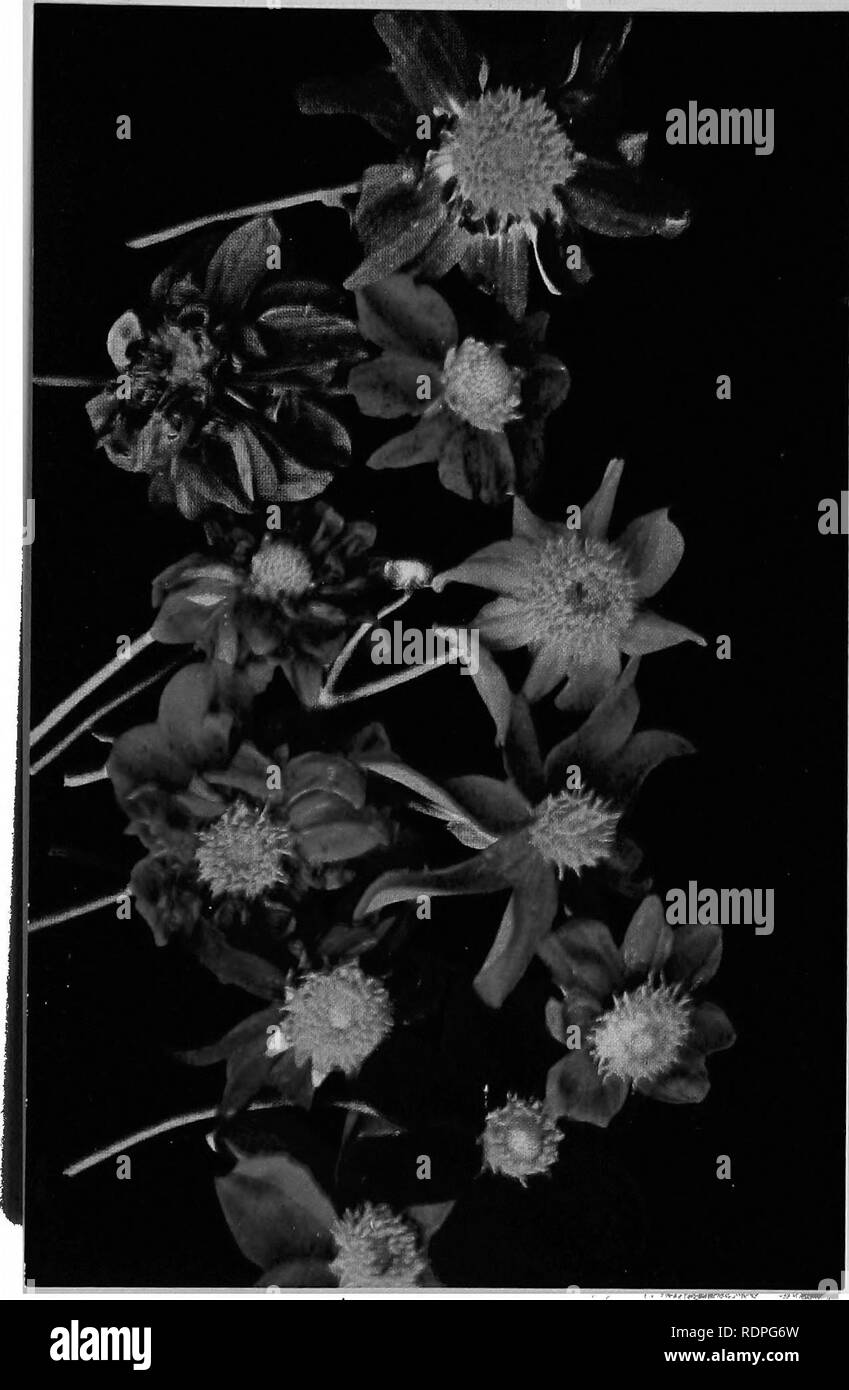 Luther Burbank His Methods And Discoveries And Their Practical Application Plant Breeding G Amp O Quot O B A Quot A Z S Amp E To N S Ft Quot 2 W A A C