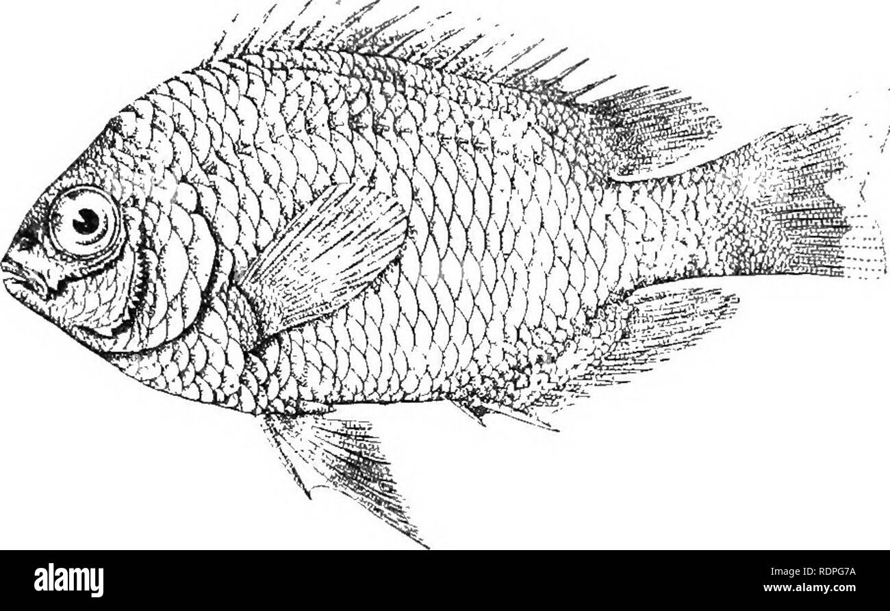 . The fishery resources of the Philippine Islands with descriptions of new species . Fishes; Fishery resources. iicALK : New Speciks o*' Piiilipi-'Ink Fiwhus.! |I'iiii,. .Ioimin. .Sit., Vin., IV, No 0.. Fig. 1. POMACENTRUS TROPICUS Seale. sp. nov. A'f^v. Please note that these images are extracted from scanned page images that may have been digitally enhanced for readability - coloration and appearance of these illustrations may not perfectly resemble the original work.. Seale, Alvin, 1873-. [Manila? : s. n. Stock Photo