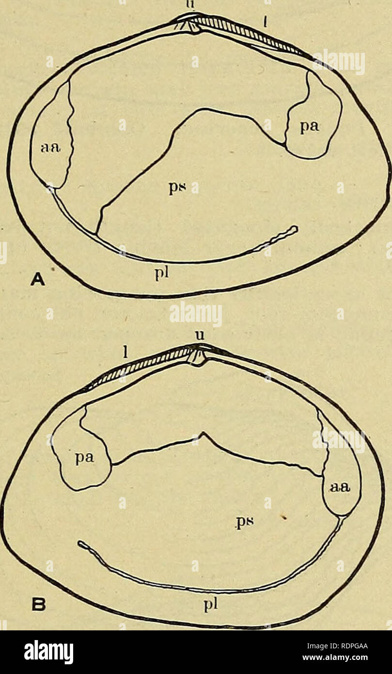 . The edible clams, mussels and scallops of California. — 13 — ff. Shell oval or round in outline, conspicuously thin, growth lines usually faint, always more or less irregular, g. Shells without conspicuous periostracum, whitish. h. Ligament depressed so as not to he visible from the side ; siphonate end of shell not produced, valves deeply arched. Metis Metis alta p. 42 ; pi. 11 , fig. 2 hh. Ligament not depressed, hence visible from the side ; siphonate end of shell more or less produced, valves not deeply arched. Macoma i. Siphonate end of shell produced and bent to right; valves about equ Stock Photo