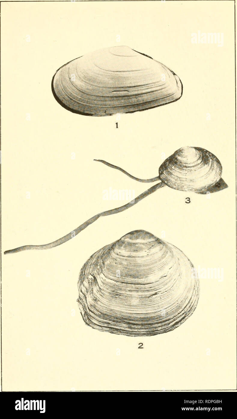 . The edible clams, mussels and scallops of California. Mollusks; Shellfish. Plate 11.. Please note that these images are extracted from scanned page images that may have been digitally enhanced for readability - coloration and appearance of these illustrations may not perfectly resemble the original work.. Weymouth Frank Walter; California. State Fisheries Laboratory; California. Fish and Game Commission. Sacramento : California State Printing Office Stock Photo