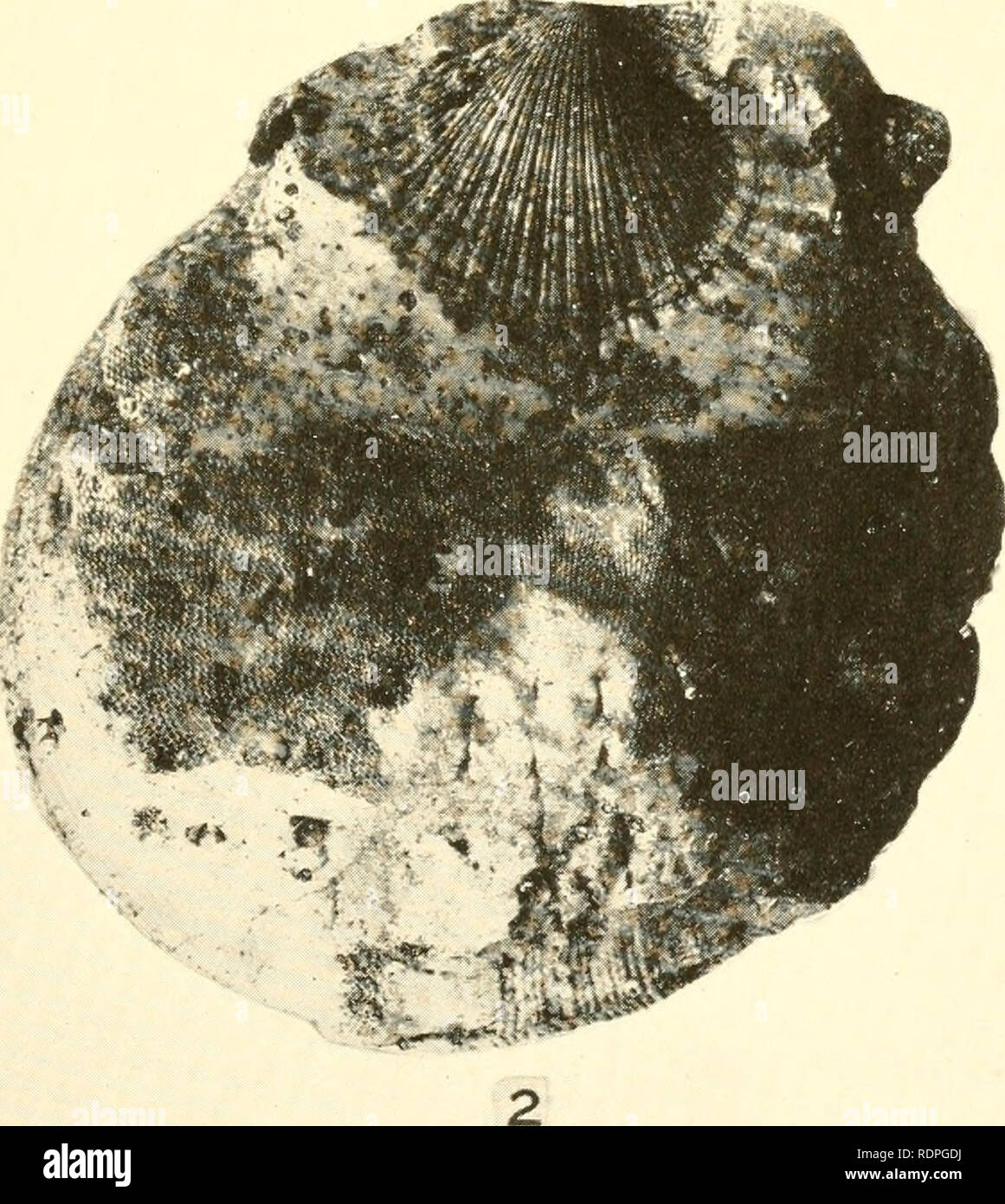 . The edible clams, mussels and scallops of California. Mollusks; Shellfish. Plate. Please note that these images are extracted from scanned page images that may have been digitally enhanced for readability - coloration and appearance of these illustrations may not perfectly resemble the original work.. Weymouth Frank Walter; California. State Fisheries Laboratory; California. Fish and Game Commission. Sacramento : California State Printing Office Stock Photo