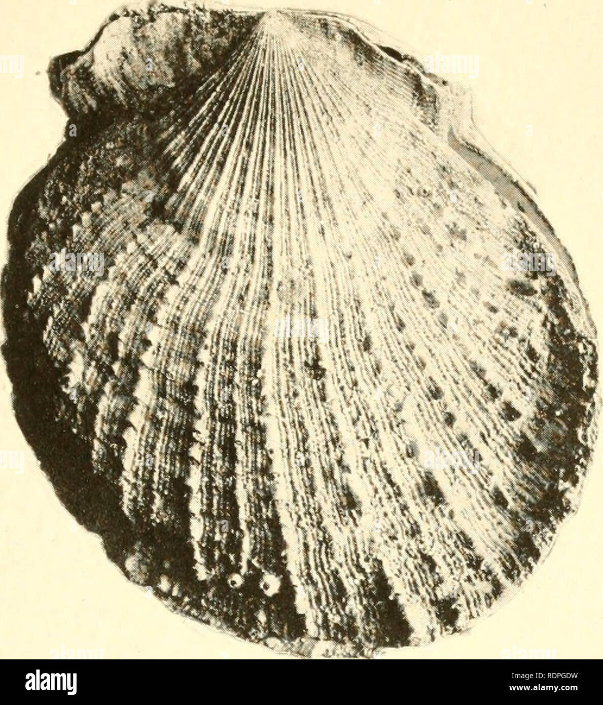 . The edible clams, mussels and scallops of California. Mollusks; Shellfish. . Please note that these images are extracted from scanned page images that may have been digitally enhanced for readability - coloration and appearance of these illustrations may not perfectly resemble the original work.. Weymouth Frank Walter; California. State Fisheries Laboratory; California. Fish and Game Commission. Sacramento : California State Printing Office Stock Photo