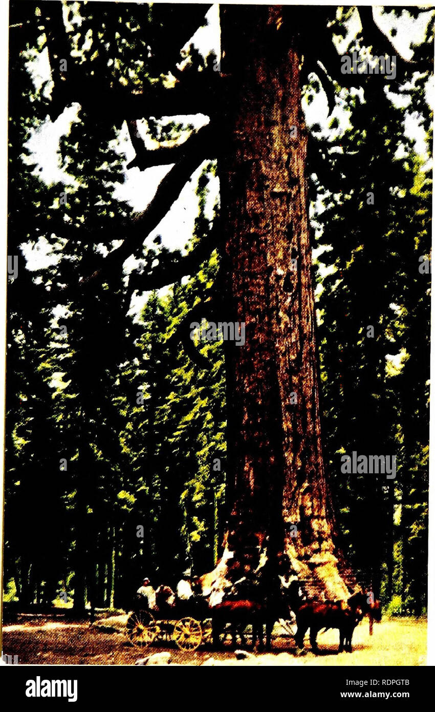 . Luther Burbank, his methods and discoveries and their practical application;. Plant breeding. Another View of the &quot;Grizzly Giant.&quot; This wonderful tree leans more than 18 feet out of the perpendicular. The strain thus &quot;put upon the roots must be tremendous, but they show no sign of yielding. The tree shows signs of age, gel there seems no reason why it should not main- tain its supremacy in the Mariposa Forest for a good many centuries to come. Almost the entire drama of the history of cioilized man has been acted since this tree was a seedling.. Please note that these images a Stock Photo