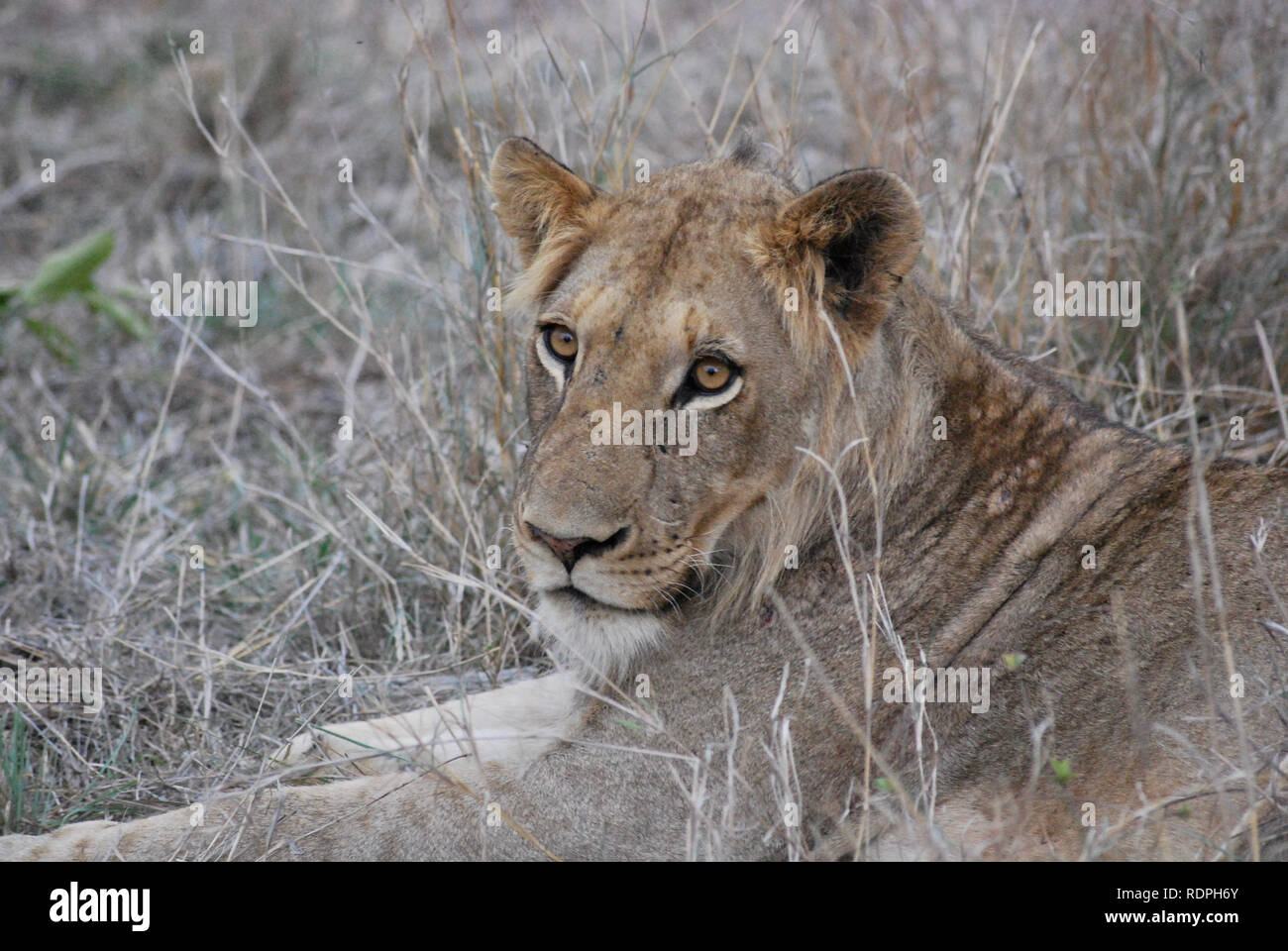 The lioness in Hoedspruit, South Africa. Stock Photo