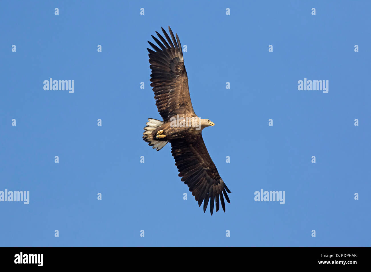 White-tailed eagle / sea eagle / erne (Haliaeetus albicilla) in flight soaring against blue sky Stock Photo