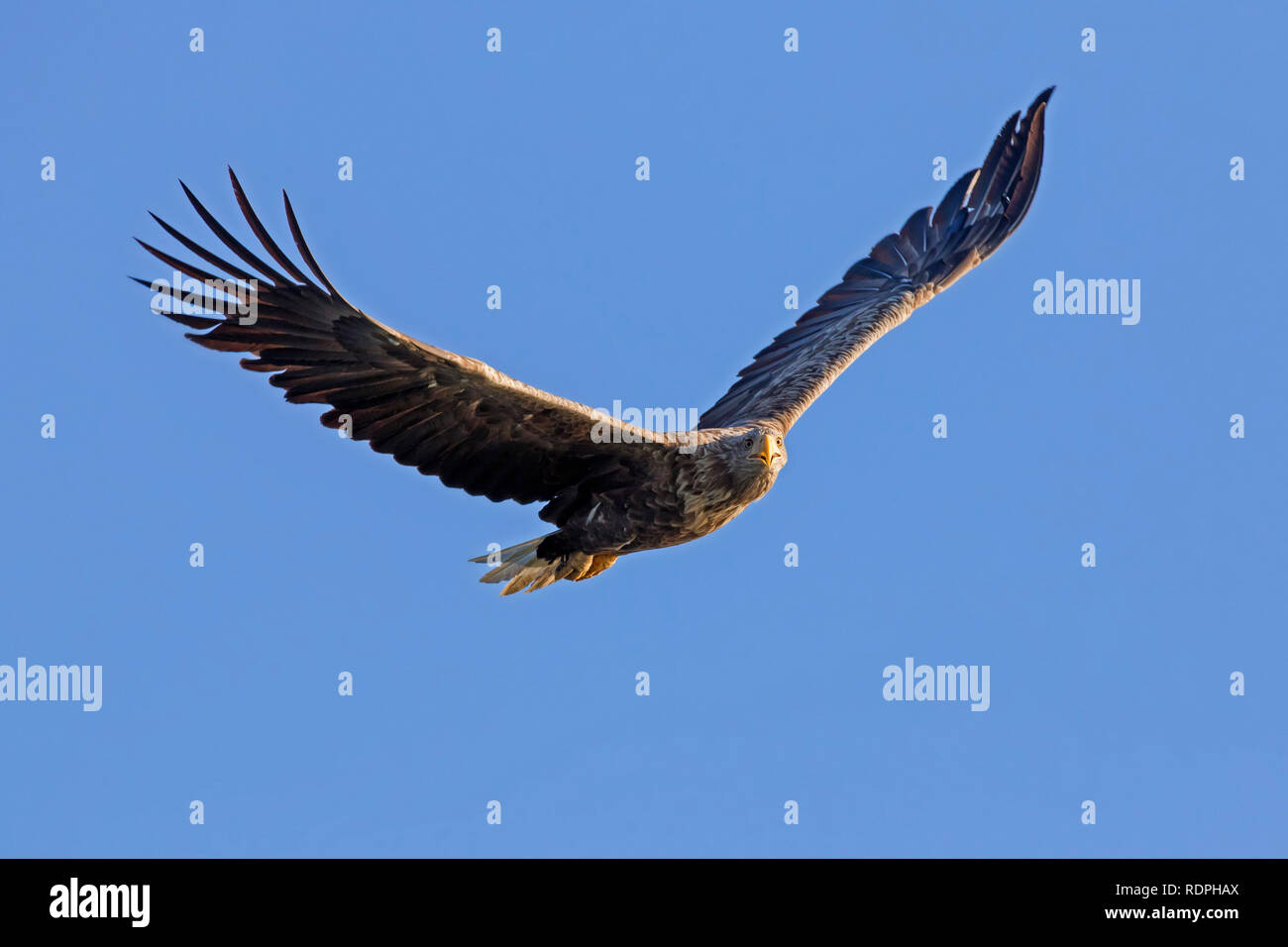 Soaring white-tailed eagle / sea eagle / erne (Haliaeetus albicilla) calling in flight against blue sky Stock Photo
