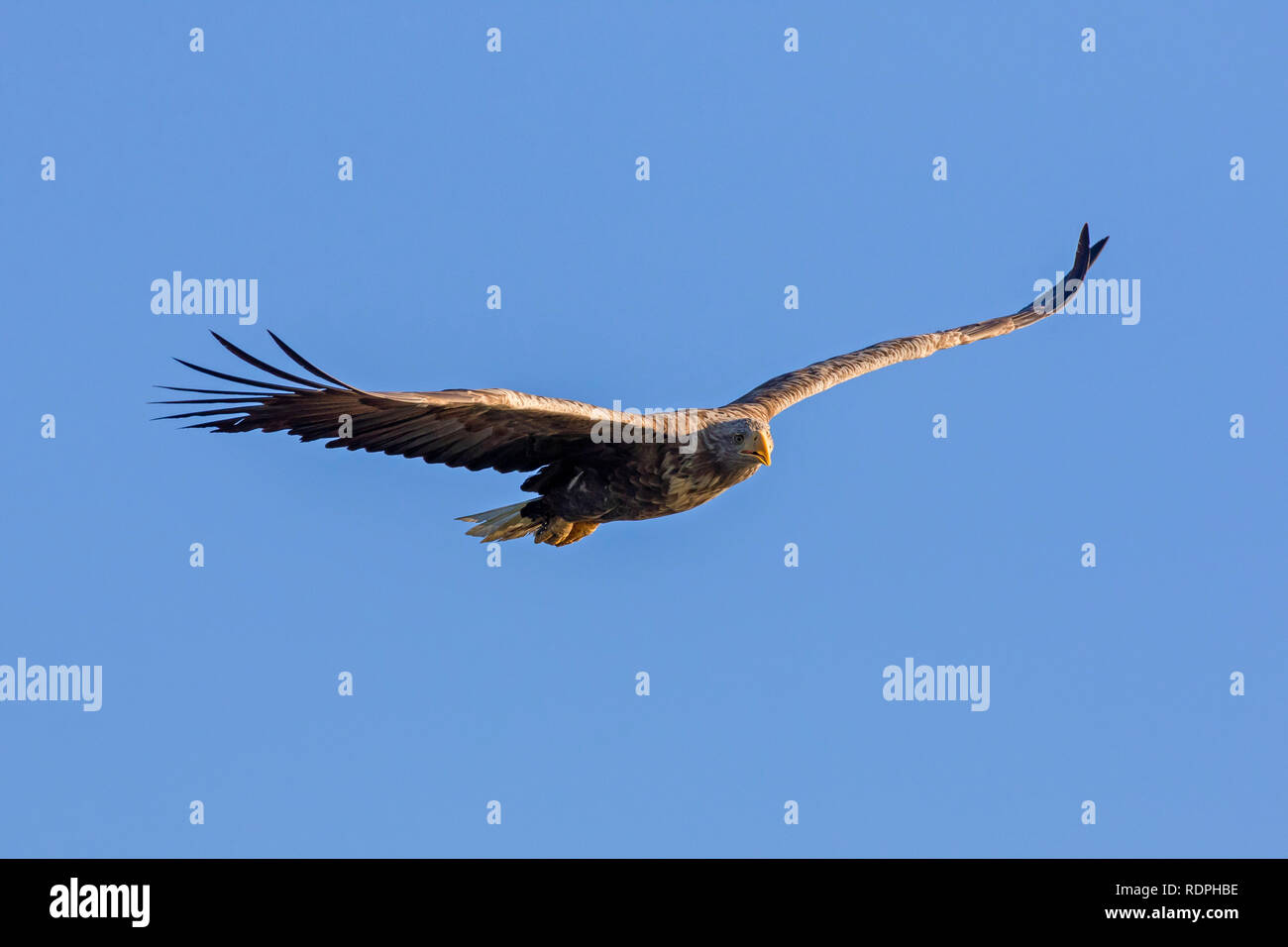 White-tailed eagle / sea eagle / erne (Haliaeetus albicilla) in flight soaring against blue sky Stock Photo