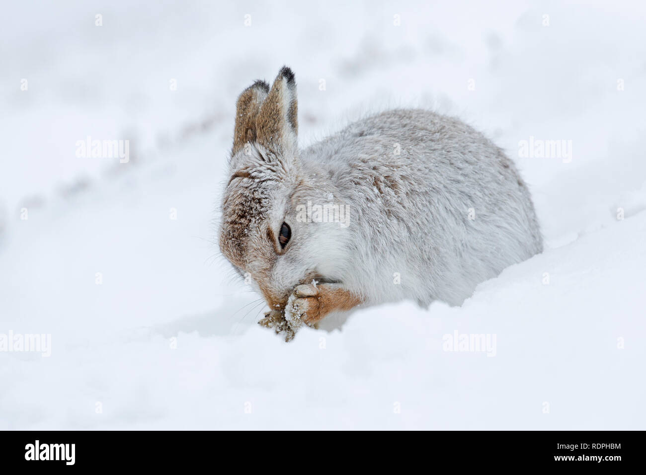 Mountain hare / Alpine hare / snow hare (Lepus timidus) in white winter pelage grooming fur Stock Photo