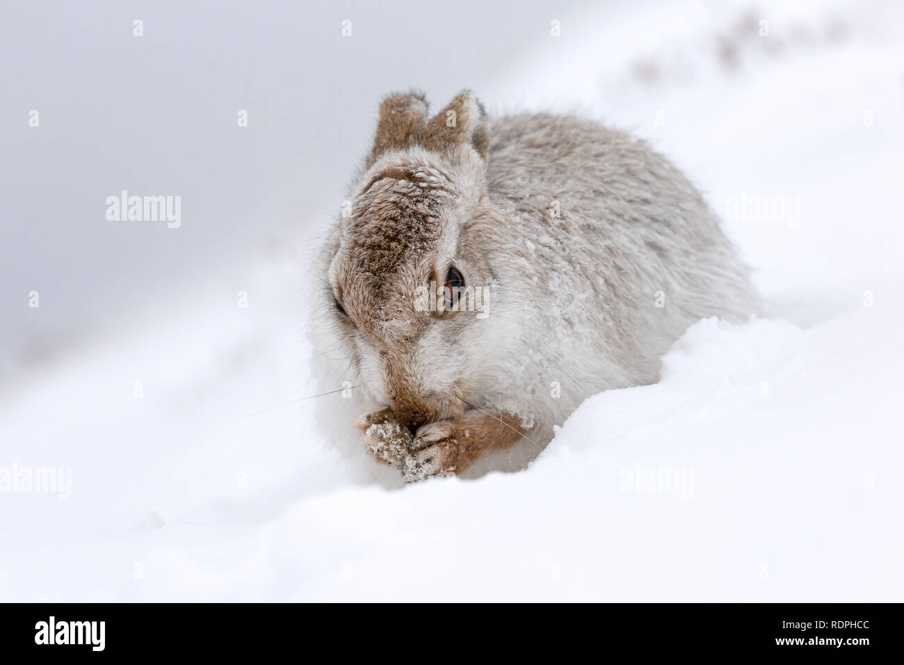 Mountain hare / Alpine hare / snow hare (Lepus timidus) in white winter pelage grooming fur Stock Photo
